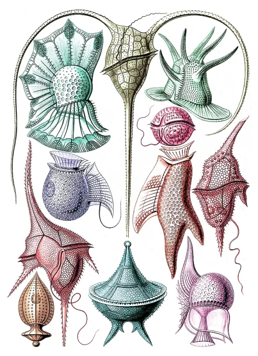 Framed Print : Ernst Haeckel, Dinoflagellates