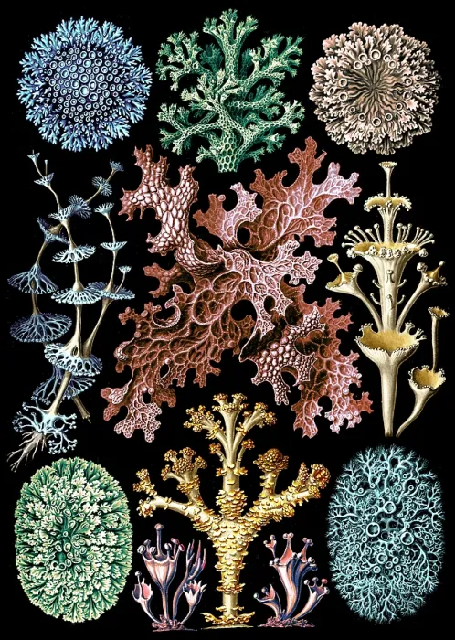Framed Print : Ernst Haeckel, Lichens