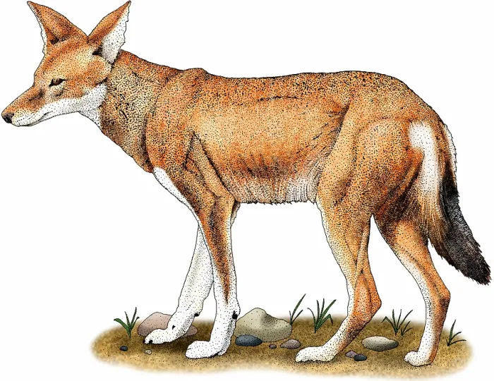 Framed Print : Ethiopian wolf