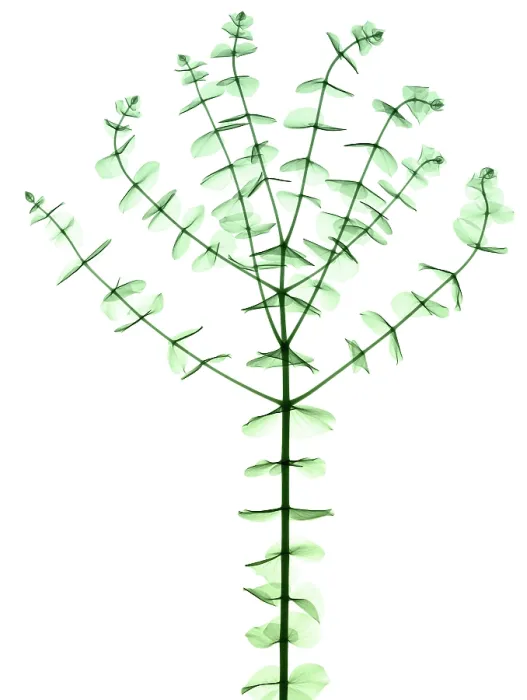 Framed Print : Eucalyptus, X-ray Framed Print : Eucalyptus, X-ray