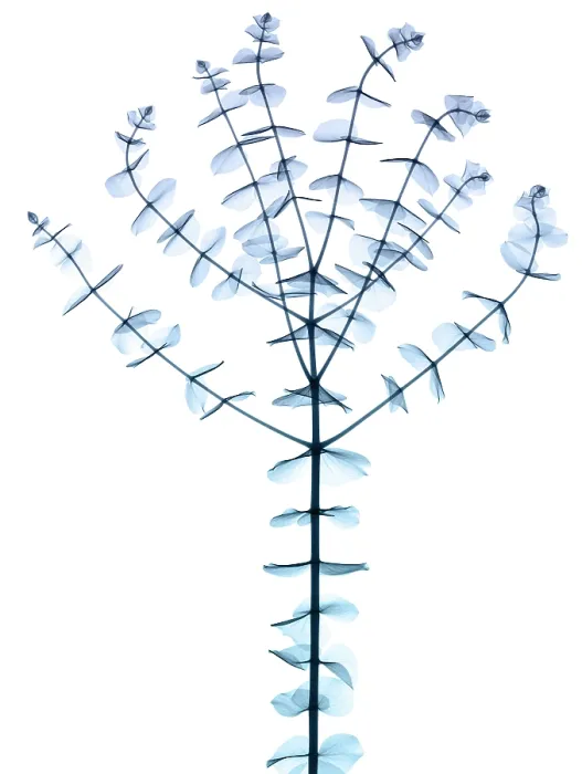 Framed Print : Eucalyptus, X-ray Framed Print : Eucalyptus, X-ray