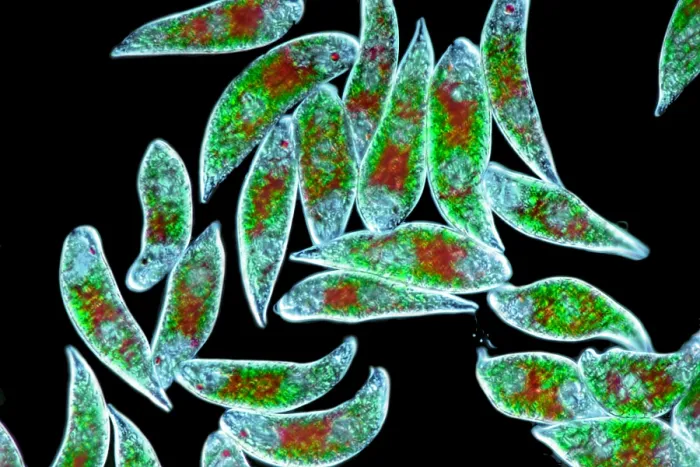 Framed Print : Euglena Rubra, DIC