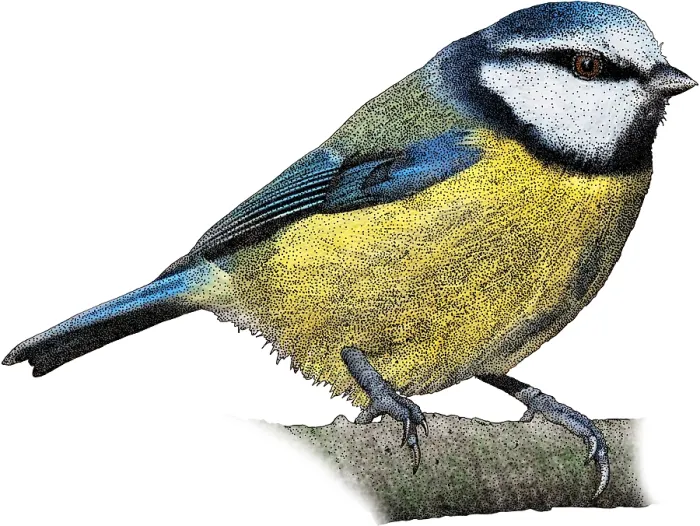 Framed Print : Eurasian Blue Tit, Illustration Framed Print : Eurasian Blue Tit, Illustration