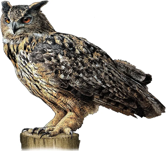 Framed Print : Eurasian eagle owl Framed Print : Eurasian eagle owl