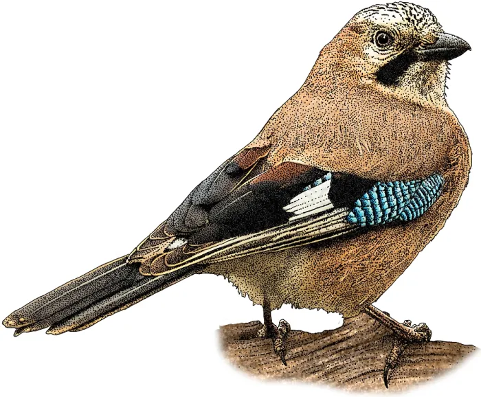 Framed Print : Eurasian Jay Framed Print : Eurasian Jay