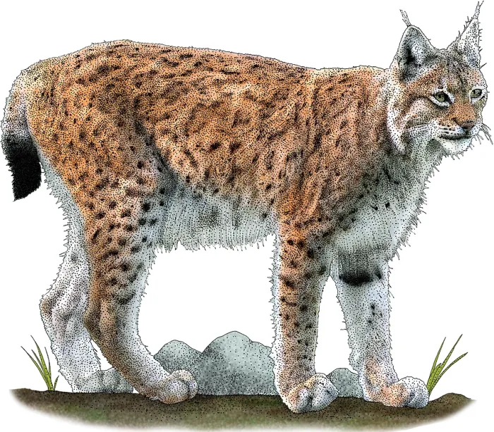 Framed Print : Eurasian Lynx, Illustration Framed Print : Eurasian Lynx, Illustration