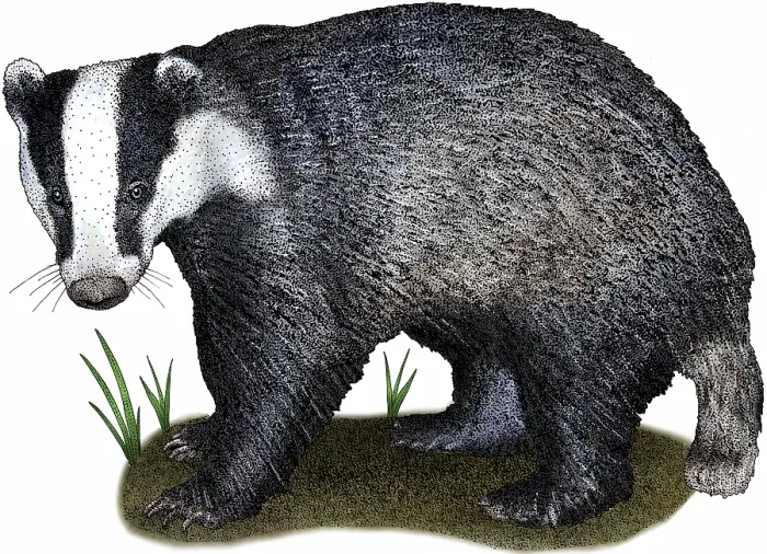 Framed Print : European Badger Framed Print : European Badger