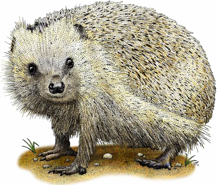 Framed Print : European hedgehog