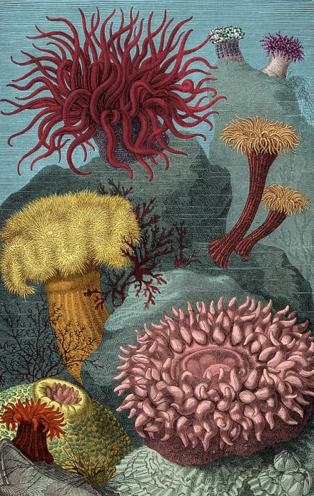 Framed Print : European Sea Anemones Framed Print : European Sea Anemones