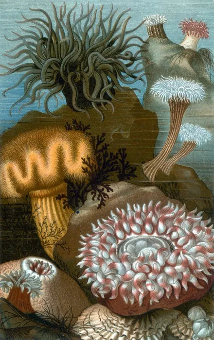 Framed Print : European Sea Anemones Framed Print : European Sea Anemones