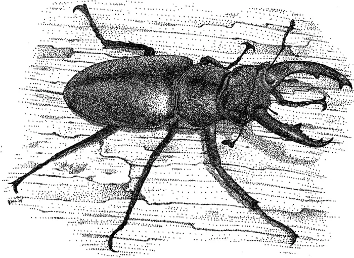 Framed Print : European Stag Beetle Framed Print : European Stag Beetle