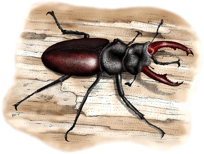 Framed Print : European Stag Beetle