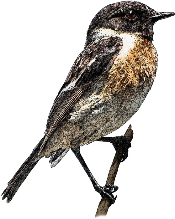 Framed Print : European Stonechat Framed Print : European Stonechat