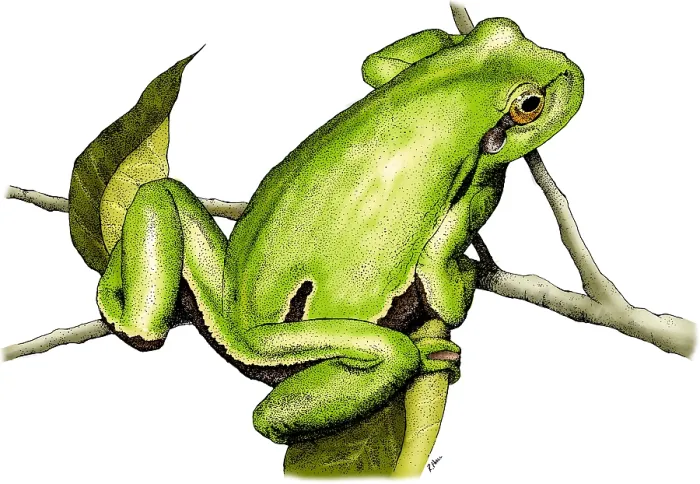 Framed Print : European Tree Frog Framed Print : European Tree Frog