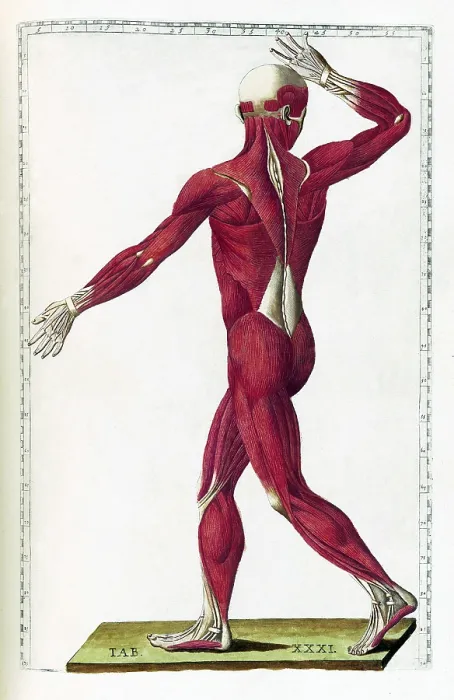 Framed Print : Eustachi, 'Tabulae anatomicae', 1783 Framed Print : Eustachi, 'Tabulae anatomicae', 1783