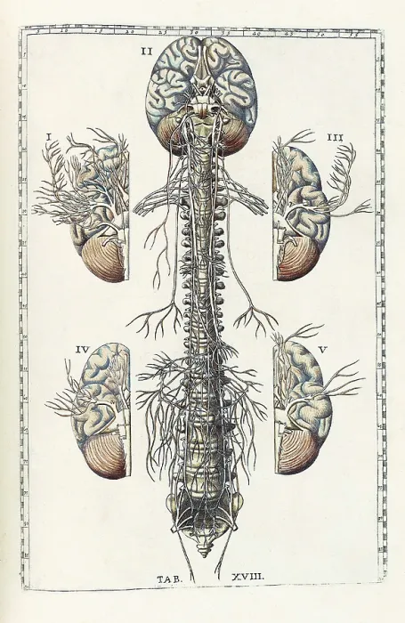 Framed Print : Eustachi, 'Tabulae anatomicae', 1783 Framed Print : Eustachi, 'Tabulae anatomicae', 1783