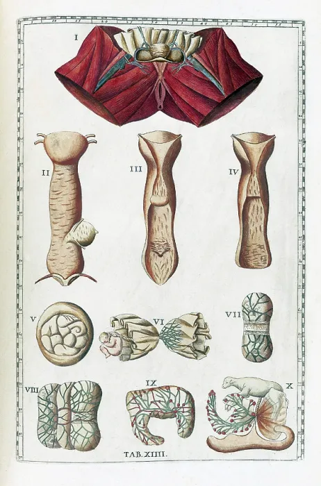 Framed Print : Eustachi, 'Tabulae anatomicae', 1783