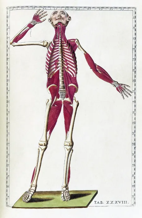 Framed Print : Eustachi, 'Tabulae anatomicae', 1783