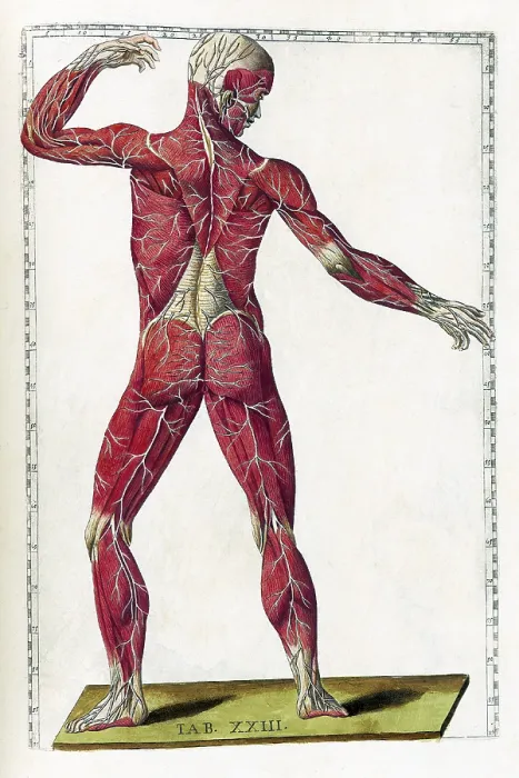 Framed Print : Eustachi, 'Tabulae anatomicae', 1783