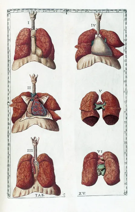 Framed Print : Eustachi, 'Tabulae anatomicae', 1783