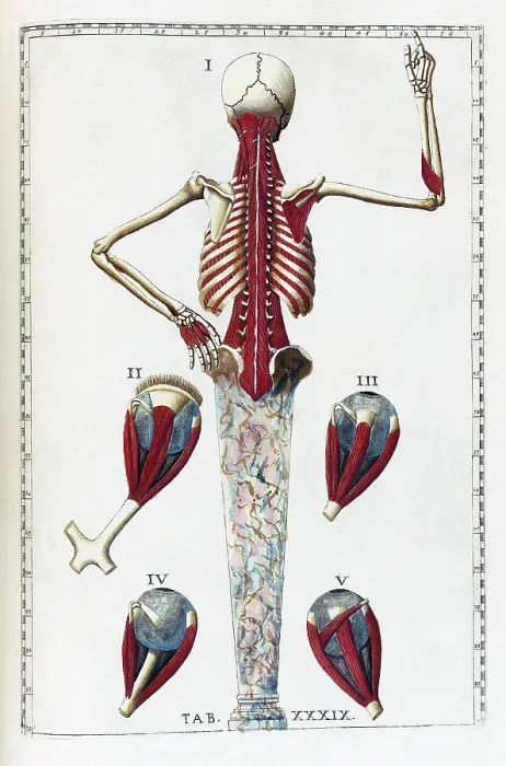 Framed Print : Eustachi, 'Tabulae anatomicae', 1783 Framed Print : Eustachi, 'Tabulae anatomicae', 1783
