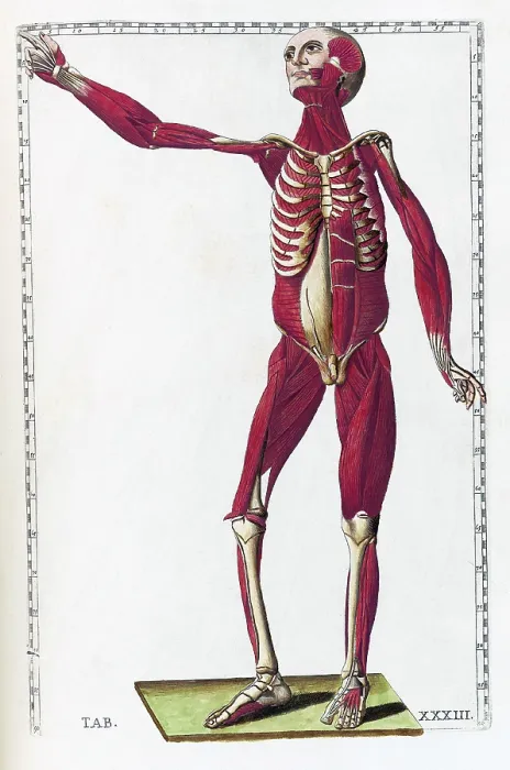 Framed Print : Eustachi, 'Tabulae anatomicae', 1783
