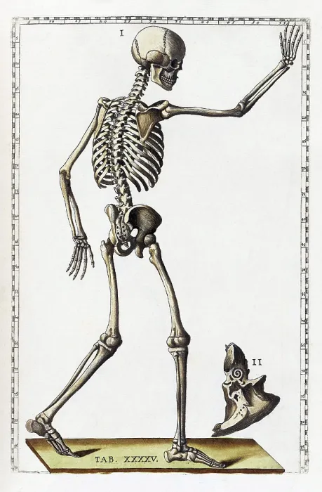 Framed Print : Eustachi, 'Tabulae anatomicae', 1783