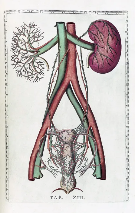 Framed Print : Eustachi, 'Tabulae anatomicae', 1783