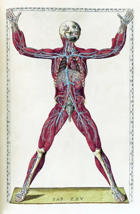 Framed Print : Eustachi, 'Tabulae anatomicae', 1783