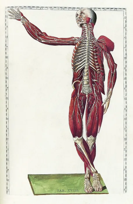 Framed Print : Eustachi, 'Tabulae anatomicae', 1783