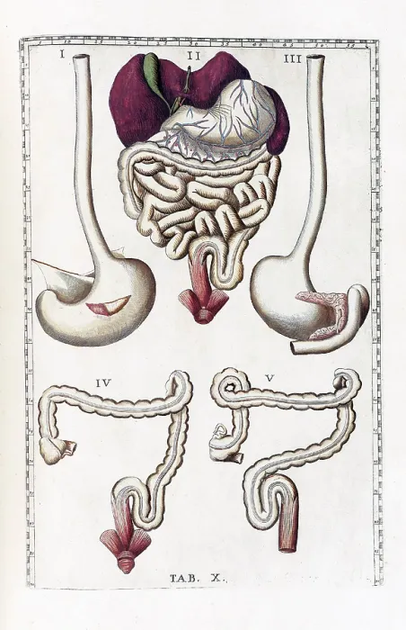 Framed Print : Eustachi, 'Tabulae anatomicae', 1783 Framed Print : Eustachi, 'Tabulae anatomicae', 1783