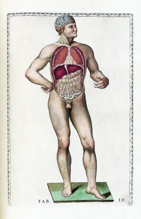 Framed Print : Eustachi, 'Tabulae anatomicae', 1783 Framed Print : Eustachi, 'Tabulae anatomicae', 1783