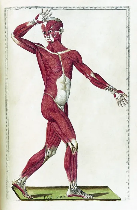 Framed Print : Eustachi, 'Tabulae anatomicae', 1783 Framed Print : Eustachi, 'Tabulae anatomicae', 1783