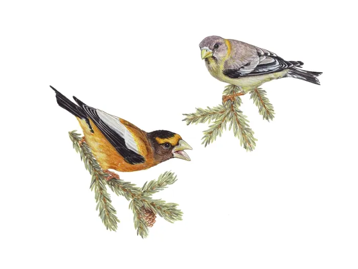 Framed Print : Evening Grosbeaks (Coccothraustes vespertinus)