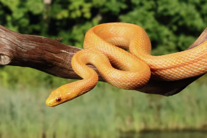Framed Print : Everglades Rat Snake on Branch Framed Print : Everglades Rat Snake on Branch