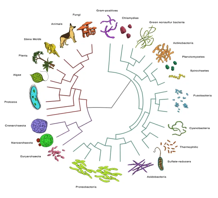 Framed Print : Evolutionary Tree: Bacteria Framed Print : Evolutionary Tree: Bacteria