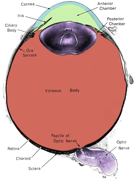 Framed Print : Eye, Cross Section Framed Print : Eye, Cross Section