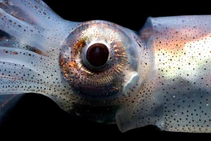 Framed Print : Eye Flash Squid