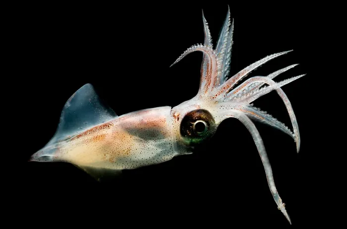 Framed Print : Eye Flash Squid Framed Print : Eye Flash Squid