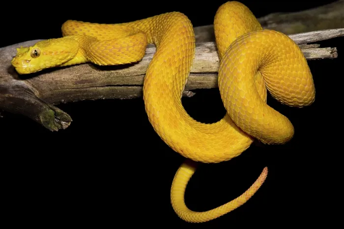 Framed Print : Eyelash Palm Pit Viper