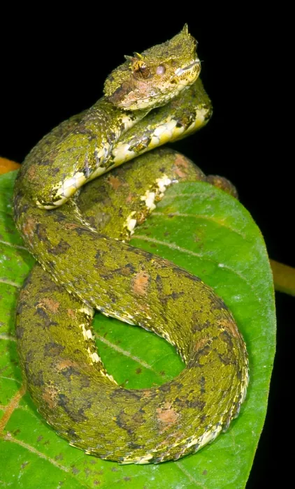 Framed Print : Eyelash Viper