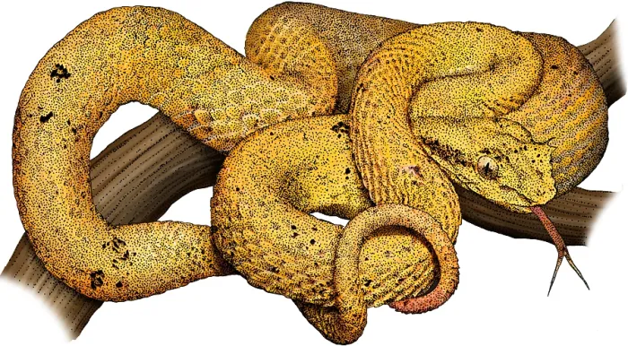 Framed Print : Eyelash Viper, Illustration