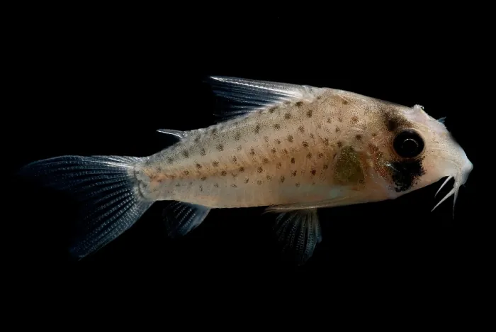 Framed Print : Fairy Corydoras Framed Print : Fairy Corydoras