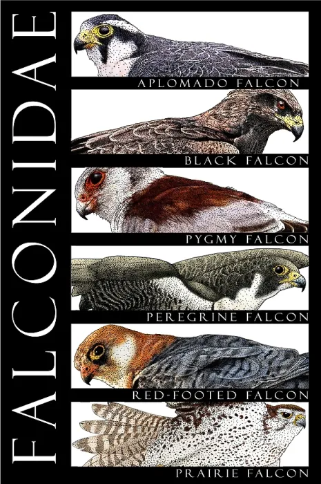 Framed Print : Falcons of the World Framed Print : Falcons of the World