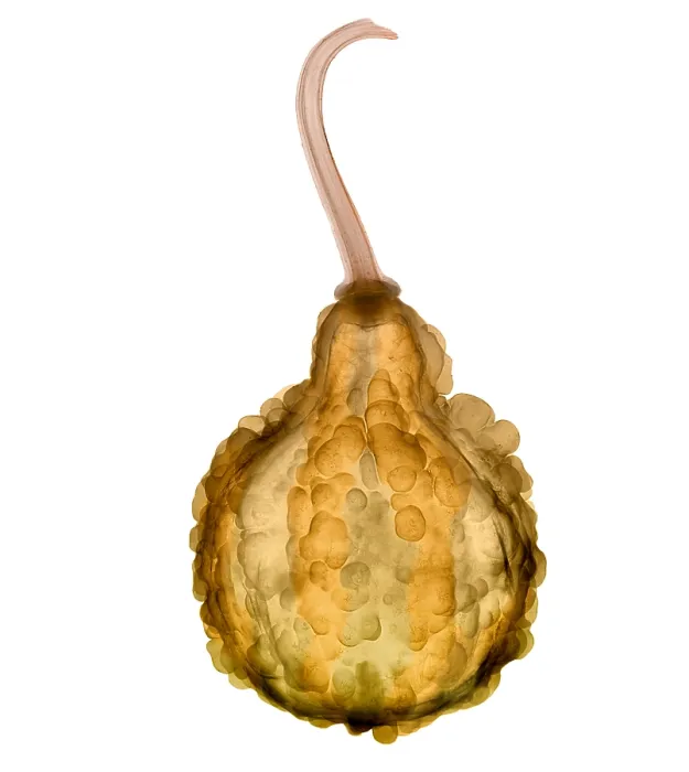 Framed Print : Fall Decorative Gourd, X-ray Framed Print : Fall Decorative Gourd, X-ray
