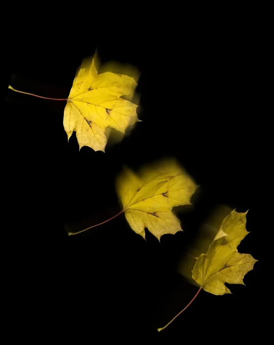 Framed Print : Falling Leaves