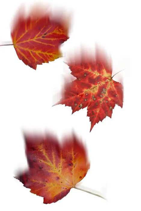 Framed Print : Falling Maple Leaves Framed Print : Falling Maple Leaves