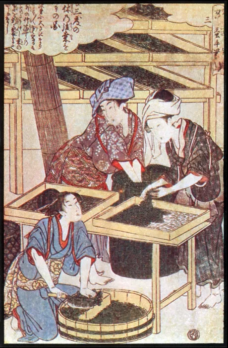 Framed Print : Feeding Silkworm Cocoons, Silk Making in Japan Framed Print : Feeding Silkworm Cocoons, Silk Making in Japan