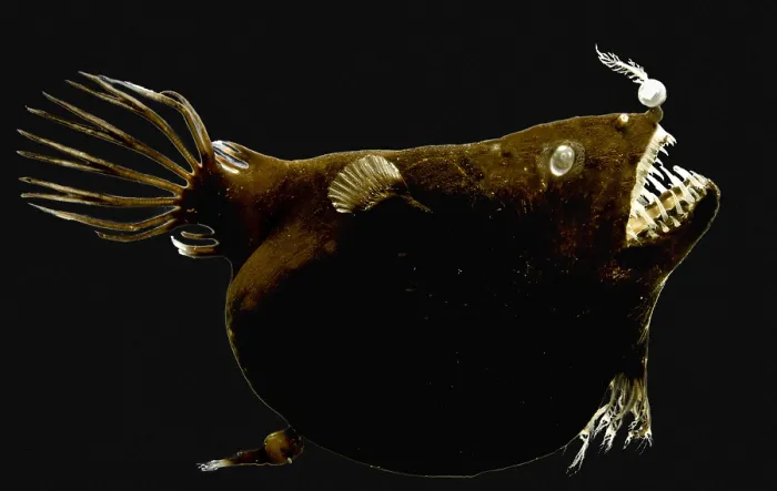 Framed Print : Female anglerfish (Linophryne sp.) Framed Print : Female anglerfish (Linophryne sp.)