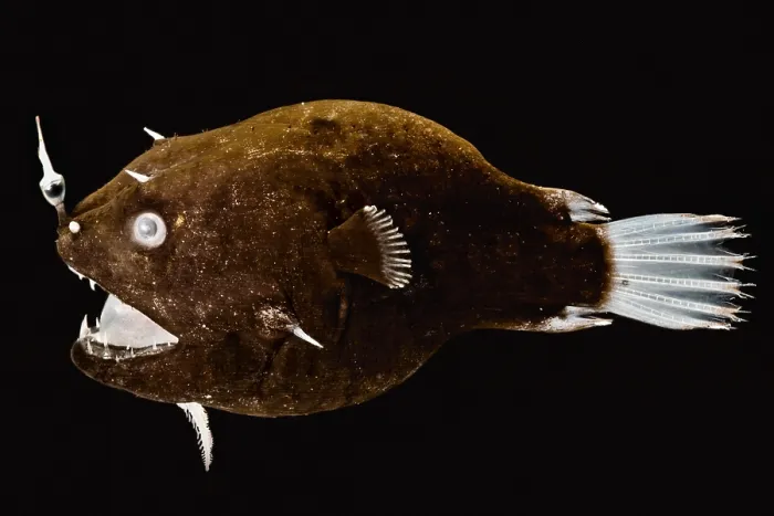 Framed Print : Female anglerfish (Linophryne sp.)